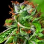 Double OG Haze Feminised